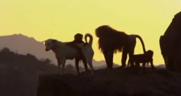Monos salvajes crian perros como mascotas Monos salvajes crian perros como mascotas